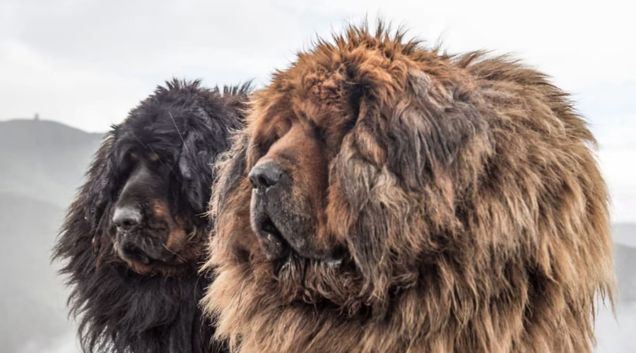 Kailash-mansarovar-yatra-2026-special