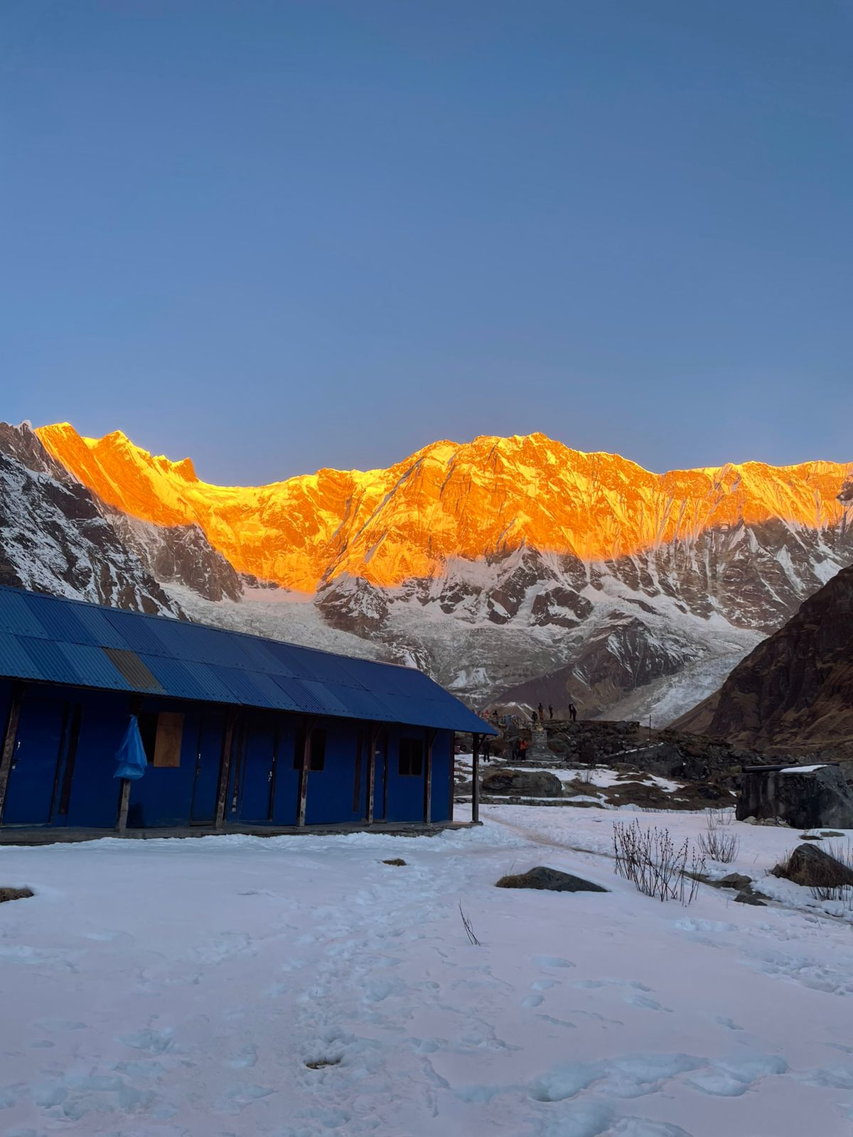 Flora-and-Fauna-on-Annapurna-Base-Camp-Trek