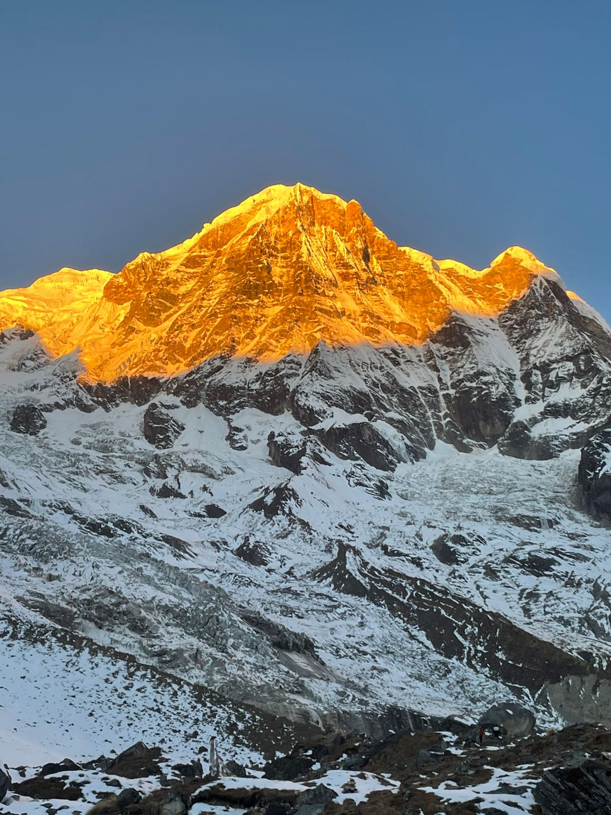 Flora-and-Fauna-on-Annapurna-Base-Camp-Trek