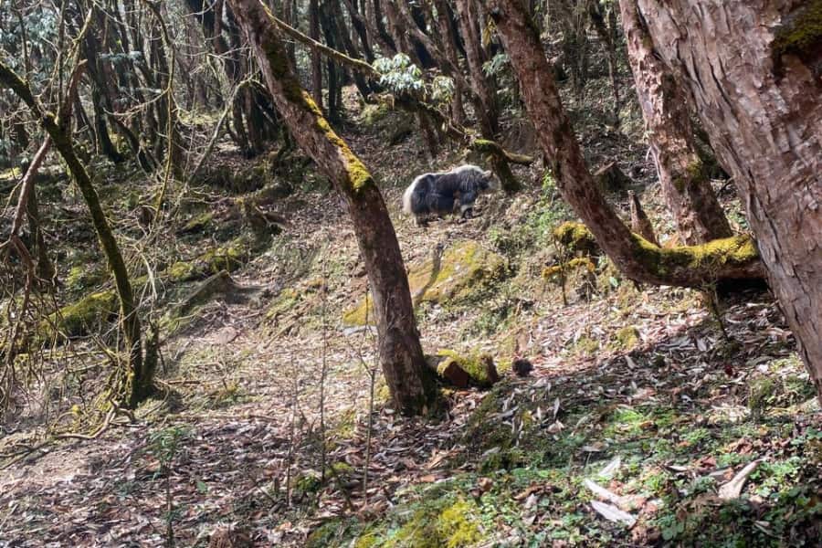 Mardi-himal-trek-itinerary-guide