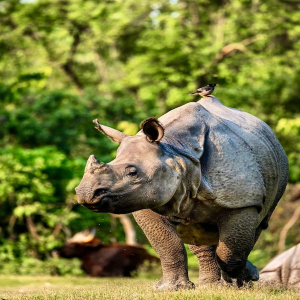 Bardia National Park Jungle Safari Tour