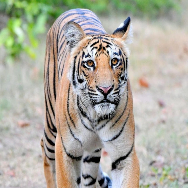 Honeymoon tour Packages