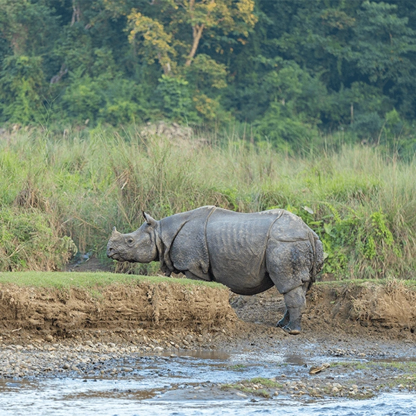 Discover the wildlife tour in Nepal
